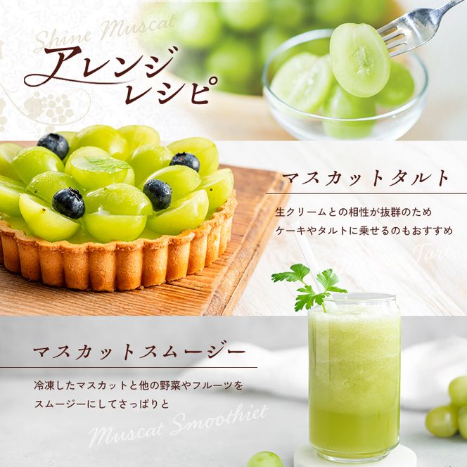 シャインマスカット 約2kg以上（3房）朝採れ ぶどう セット 詰め合わせ 産地直送 フルーツ 食べごたえ満点 兵庫県 加西市