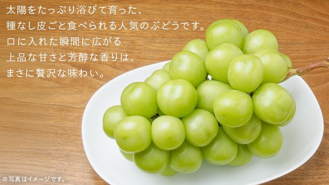 ＼ 選べる内容量 ／ シャインマスカット 1.3kg（約2房）2kg（約4房）5kg（約8～12房）【2025年9月より発送開始】（茨城県共通返礼品 [ぶどう]：結城市産）