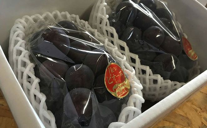 ぶどう 2026年 先行予約 ニュー ピオーネ 2房 合計1.2kg以上 ブドウ 葡萄  岡山県産 国産 フルーツ 果物 ギフト 河本農園 