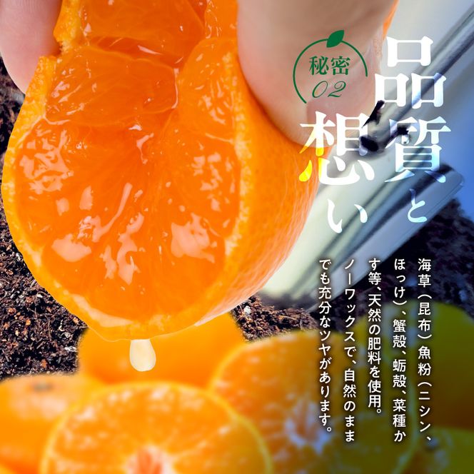 V7444_【2026年先行予約】田村みかん／特選ギフト品10kg【Sサイズ】赤秀