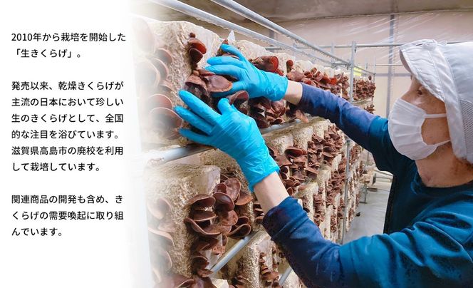 きのこ 537」原木しいたけ・きのこ種菌 - 菌興椎茸協同組合