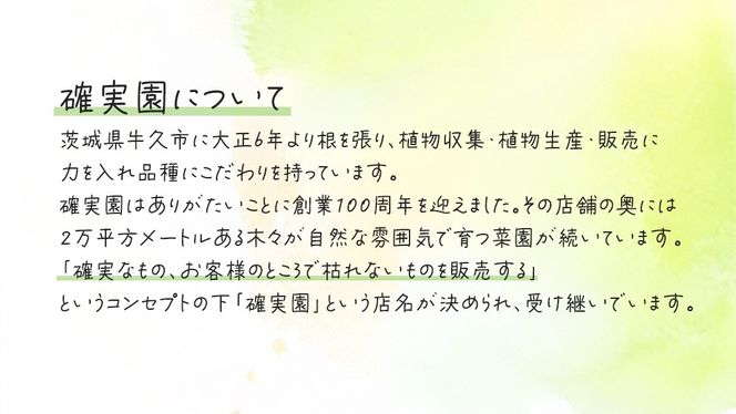 《 3ヶ月に1回お届け！年4回 定期便 》【 確実園 オリジナル 】 寄せ植え DX（おまかせ1点） ガーデニング 花 はな フラワー 鉢 鉢植え [BG012us]