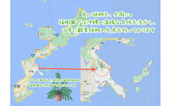 沖縄の観葉植物 人気のフィカス フランスゴム7号　角鉢