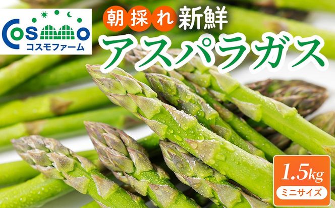 朝採り新鮮アスパラガス 1.5kg【ミニサイズ】 | 野菜 アスパラガス グリーンアスパラ 旬 とれたて 春野菜 春 朝採り 朝採れ とれたて 新鮮 みずみずしい サラダ 甘い お取り寄せ 産地直送 冷蔵 岐阜県 瑞穂市