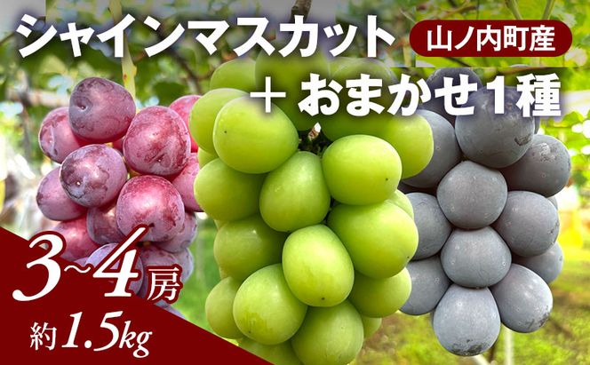 【2026年9月～発送】ぶどう シャインマスカット + おまかせ1種 約1.5kg（3?4房）山ノ内町産 ブドウ 葡萄 マスカット