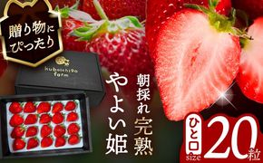 【先行予約】 ＼毎年12月より順次発送／ やよい姫 20粒 果物 いちご フルーツ 愛西市 / くぼ苺農園 【配達不可：北海道・沖縄・離島】[AECJ013]
