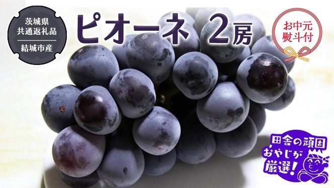 【お中元 熨斗付】 ピオーネ 2房 【2026年7月より発送開始】 （茨城県共通返礼品 [ぶどう]：結城市産） 田舎の頑固おやじが厳選！  ぶどう ブドウ 葡萄 大粒 ギフト お中元 甘い フルーツ 美味しい ［BI268-NT］