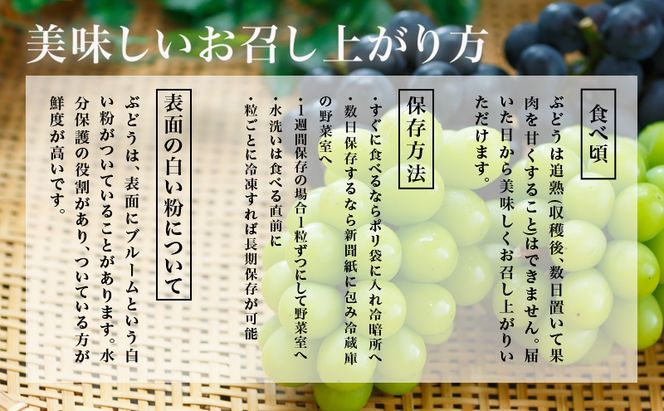 ぶどう 2026年 先行予約 シャイン マスカット 晴王 2房 （1房 600g以上） 化粧箱入り マスカット ブドウ 葡萄  岡山県産 国産 フルーツ 果物 ギフト 高級ぶどう 大粒 種なし 贈答品