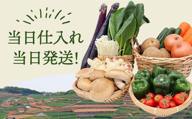  新鮮野菜・キノコ 10品目以上詰め合わせ / 野菜 やさい きのこ キノコ 詰め合わせ セット 野菜セット きのこセット / 吉岡青果 / 南島原市 [SCZ004]