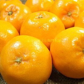【2027年先行予約】はるみ[約2.8kg]和歌山県有田産 春みかん(果実サイズおまかせ) 春柑橘 紀伊国屋文左衛門本舗_V7409