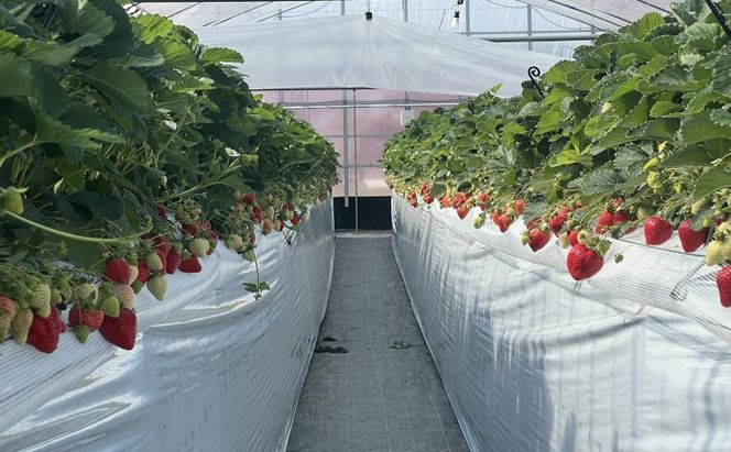 いちご 朝倉市産 あまおう 3L 12～15玉 イチゴ 苺 果物 デザート ＜Shibayama Farm＞ ※配送不可：離島 