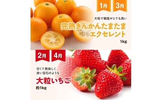 【 12ヶ月定期便 】 超 プレミアム デラックス 定期便 【 川南町産 くだもの きんかん いちご 完熟 マンゴー ぶどう ピオーネ シャイン マスカット 大玉 メロン 】[B11702t12]