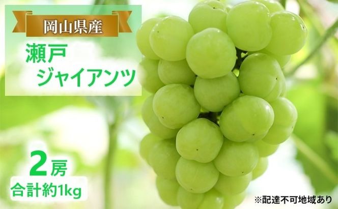 ぶどう 【2026年 早期受付】 瀬戸ジャイアンツ 2房 合計約1kg ブドウ 葡萄 岡山県産 国産 フルーツ 果物 ギフト [№5735-2081]