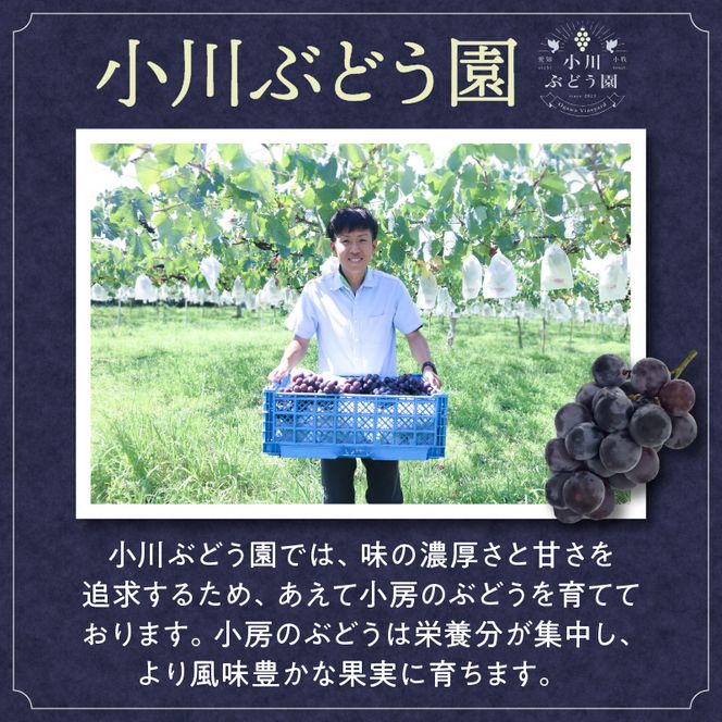 種無し巨峰 約3kg（約6～8房） 2026年 先行予約 種なしぶどう ［098O03］