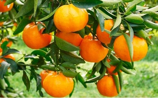 数量限定 順次発送 ポンカン 5kg 13000円 ぽんかん 国産 みかん mikan 蜜柑 ミカン 産地直送 農家直送 期間限定 特産品 ギフト プレゼント ゼリー ジュース アイス 冷凍 みかん 等に 人気 限定 甘い フルーツ 果物 柑橘 美味しい おいしい 小玉 含む ジューシー サイズ ミックス 吉田農園 愛南町 愛媛県