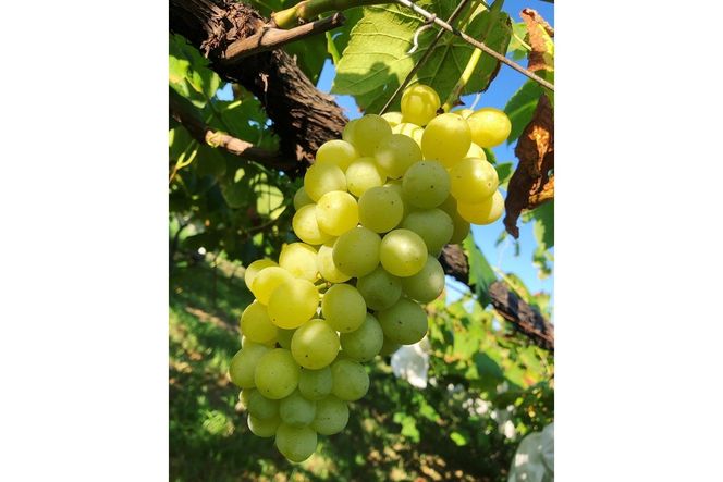 【先行予約】ぶどう白・黒詰め合わせ2〜3種（1.4kg以上）（2026年8月上旬～発送）　SF00037