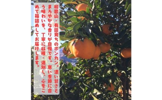 極甘 柑橘 特撰 濃厚 ポンカン 3kg+200g(傷み補償分)