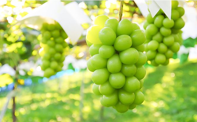 冷蔵貯蔵 シャインマスカット 2～4房 約1.5kg ぶどう ブドウ 葡萄 マスカット 果物 フルーツ 長野県 長野 山ノ内町