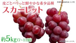 スカーレット 5kg 【2026年7月上旬発送開始】(茨城県共通返礼品：大子町) スカーレット ぶどう ブドウ 葡萄 皮ごと 希少種 フルーツ 赤い シャインマスカット 血統 贈答用 旬果 