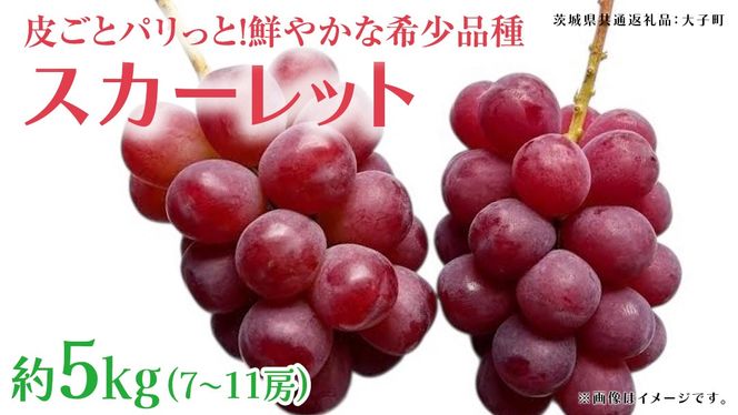 スカーレット 5kg 【2026年7月上旬発送開始】(茨城県共通返礼品：大子町) スカーレット ぶどう ブドウ 葡萄 皮ごと 希少種 フルーツ 赤い シャインマスカット 血統 贈答用 旬果 