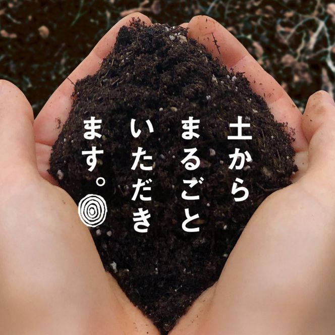 新玉ねぎ 自然栽培 4.5kg 玉ねぎ