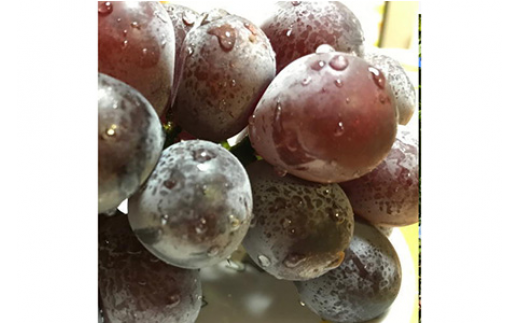 【夏秋の美味】フルーツ王国和歌山の"濃厚"種無しピオーネ 約2.5kg