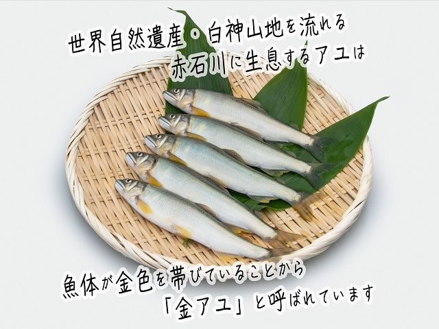 子持ち鮎 5尾 2パック セット 詰め合わせ 赤石川の金の鮎 真空冷凍パック 冷凍 鮎 あゆ アユ 魚 川魚 魚介 魚介類 海鮮 海鮮セット おかず おつまみ つまみ お酒のつまみ 酒のつまみ 夕飯 青森 青森県 鰺ヶ沢町