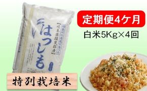 定期便 4カ月【 令和8年産 】毎月  白米 5kg【 ハツシモ 】
