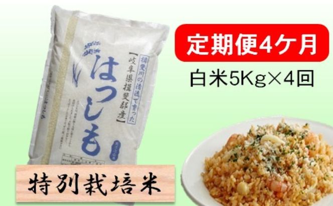 定期便 4カ月【 令和8年産 】毎月  白米 5kg【 ハツシモ 】