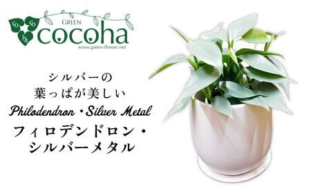 シルバーリーフが美しい『 フィロデンドロン ・ シルバーメタル 』 糸島市 / cocoha 観葉植物 [AWB029] 観葉植物 グリーン 緑 インテリア 雑貨 暮らし 植物 室内 おしゃれ ギフト