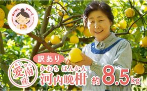 数量限定 先行予約 訳あり 河内晩柑 8.5kg 10000円 みかん わけあり かわちばんかん mikan 蜜柑 ミカン 愛南ゴールド あいなん ゴールド 文旦 派生 和製 グレープフルーツ 産地直送 国産 農家直送 期間限定 特産品 ゼリー ジュース アイス 等に 人気 限定 甘い さわやか フルーツ 果物 柑橘 規格外 あいなんマザーズ 愛南町 愛媛県
