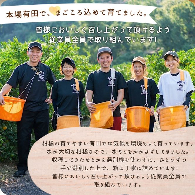 ZE6401n_【2027年先行予約】湯浅町産せとか11～15玉（M～2Lサイズ混合）化粧箱入り秀品【まごころ手選別】