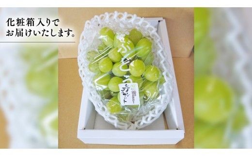 期間限定 ！ 筑西市産 シャインマスカット 1房 ぶどう ブドウ 葡萄 フルーツ 2026年産 [BW065ci]