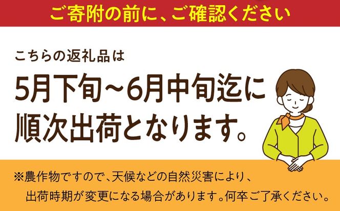 宮崎県産 スイートコーン 約4.5kg