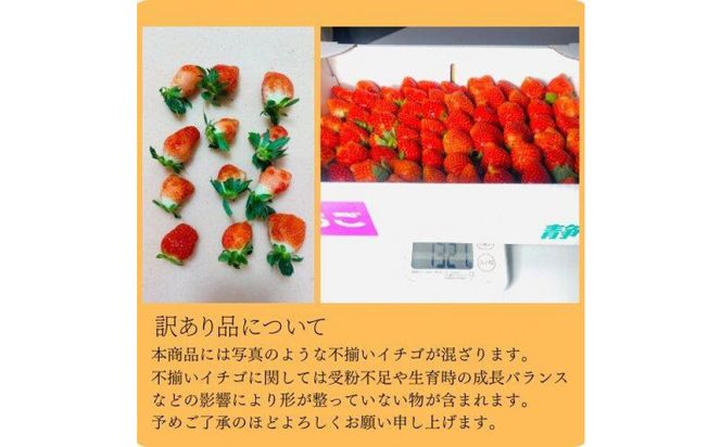 【訳あり】《限定2月発送》  朝採り同日出荷 イチゴ　御前崎産かおり野　訳あり徳用 1.3kg 222232_BQ010