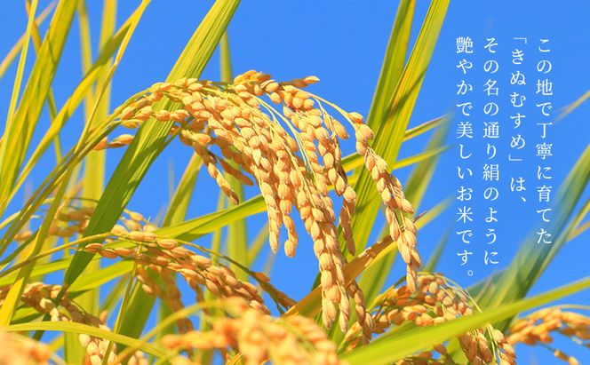 お米 きぬむすめ(特A) 5kg 米 コメ きぬむすめ 精米 白米 ふっくら つやつや 甘み お弁当 おにぎり 袋井市 静岡県