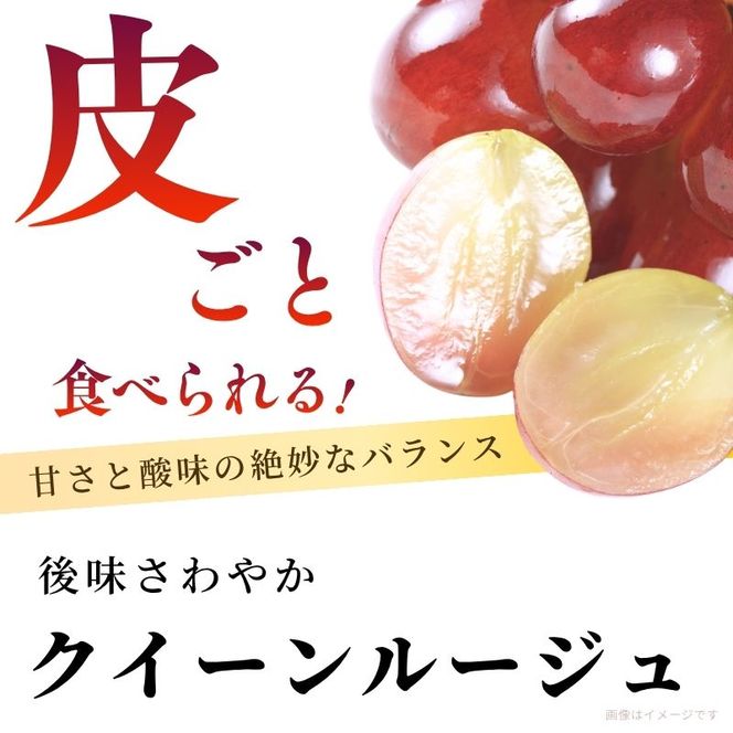 ぶどう 訳あり 家庭用 クイーンルージュ 約2kg (4～6房) フルーツ 秋 2026年 10月発送