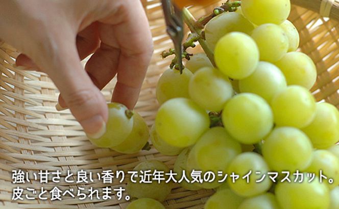 桃 ぶどう 2026年 白桃 晩生種 2玉 シャイン マスカット 1房 合計約1.0kg もも 葡萄 岡山県産 国産 フルーツ 果物 ギフト