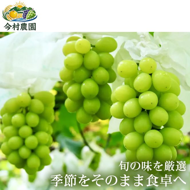 【巨峰系の濃厚さ】熊本県産ピオーネ｜食べ応え抜群の大粒ぶどう 2～5房(約2kg) 1箱 ピオーネ ぶどう フルーツ 高級 大粒 甘い ギフト 濃厚  贈答用 家庭用 お取り寄せ 熊本県
