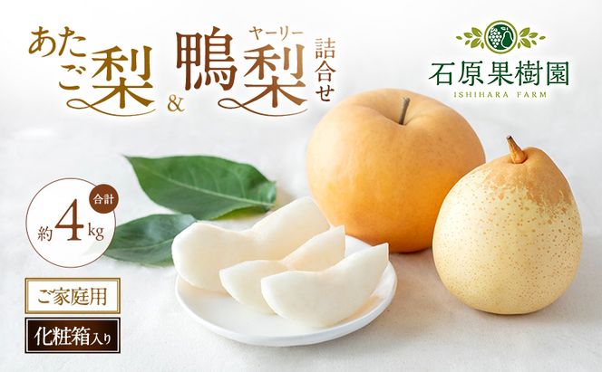 梨 2026年 先行予約 ご家庭用 あたご梨・鴨梨（ヤーリー）詰め合わせ 約4kg あたご梨2～3玉 ヤーリー3～6玉 化粧箱【11月下旬～12月中旬頃発送】 ナシ なし 岡山県産 国産 フルーツ 果物 石原果樹園 