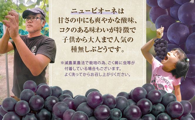 ぶどう 2026年 先行予約 ニューピオーネ 約1.8kg 3～5房 減農薬栽培 ブドウ 葡萄  岡山県産 国産 フルーツ 果物 ギフト ばんの農園 種なし 種無しぶどう 果物類 爽やか 酸味 コク 