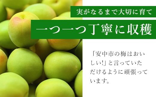 【2025年発送分先行予約】旬をお届け！青梅【２L～３Lサイズ10㎏】 ANAR022