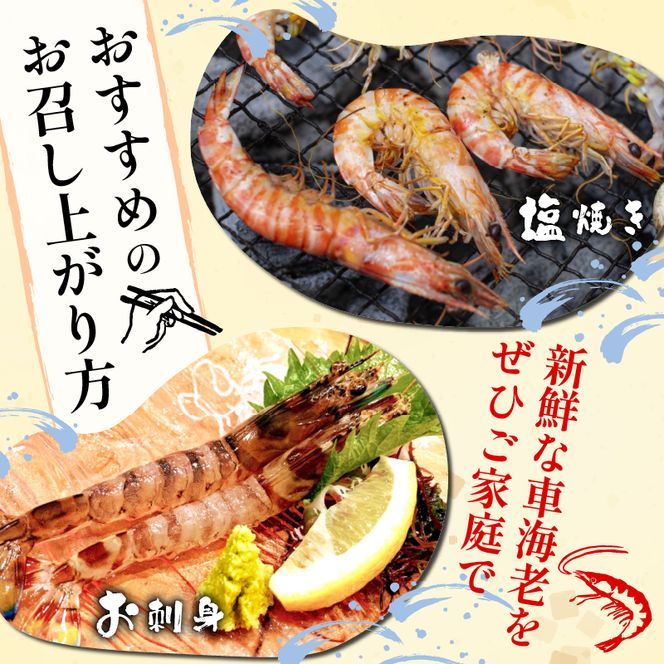 先行予約 活車海老 約300g 指定日必須 クルマエビ