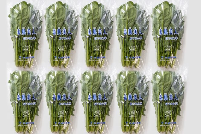 AI323 定期便 3回 ほうれん草 10束 [ 野菜 ホウレン草 やさい ホウレンソウ 冷蔵 葉物野菜 田中農園 長崎県 島原市 ]