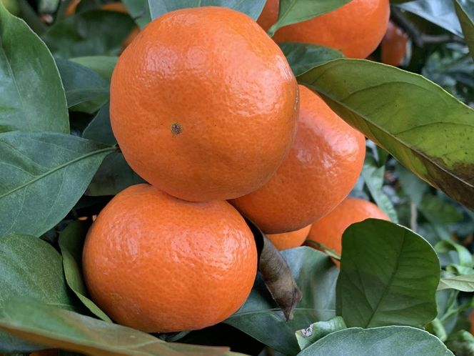【先行予約】【秀品】紀州和歌山産 温州みかん 山下紅早生「紅娘」 約1kg（箱込み）S～2L サイズ混合