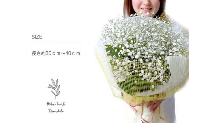 かすみそうの花束 かすみ草 カスミソウ 花束(小さいサイズ) 花 誕生日 成人式 卒業祝い 初節句 ひな祭り バレンタイン お返し 結婚 ウエディング 送別 祝い プレゼント ギフト 結婚祝い お礼 花束 生花 ドライフラワーにも 送料無料 退職祝い お母さん 記念日 272230_BG111