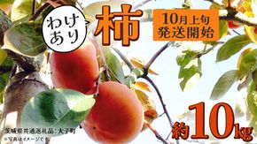 【 訳あり 】 柿 約10kg【2025年10月上旬発送開始】(茨城県共通返礼品：大子町) 柿 かき カキ 果物 フルーツ 旬 季節限定 期間限定