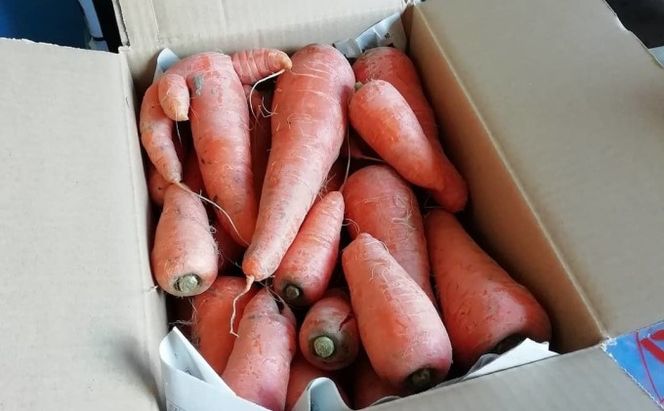 訳あり 規格外 にんじん 約10kg 有機JAS認証取得 栽培期間中農薬 除草剤 化学肥料不使用 野菜 食材 緑黄色野菜 国産野菜 えぐみがない 甘い人参 産地直送 キャロット ベジタブル 