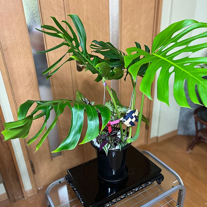 モンステラ＆観葉植物2種類寄せ植え（A1045-1）