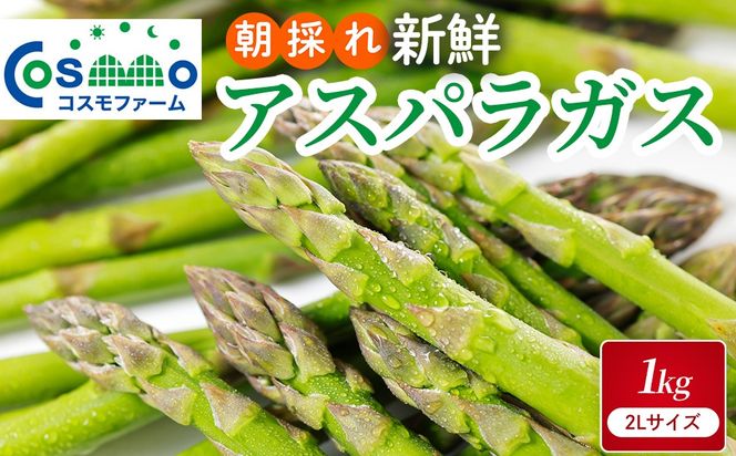 朝採り新鮮アスパラガス 1kg【2Lサイズ】 | 野菜 アスパラガス グリーンアスパラ 旬 とれたて 春野菜 春 朝採り 朝採れ とれたて 新鮮 みずみずしい サラダ 甘い お取り寄せ 産地直送 冷蔵 岐阜県 瑞穂市